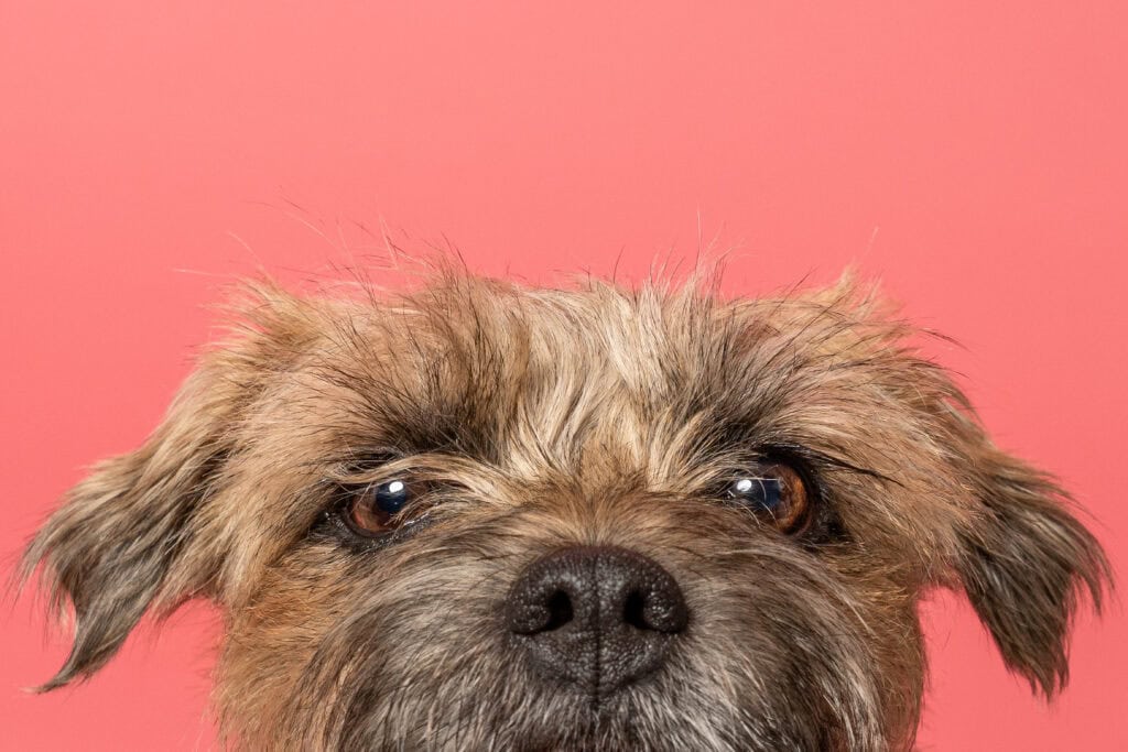 Close-up of dog's face against pink background.